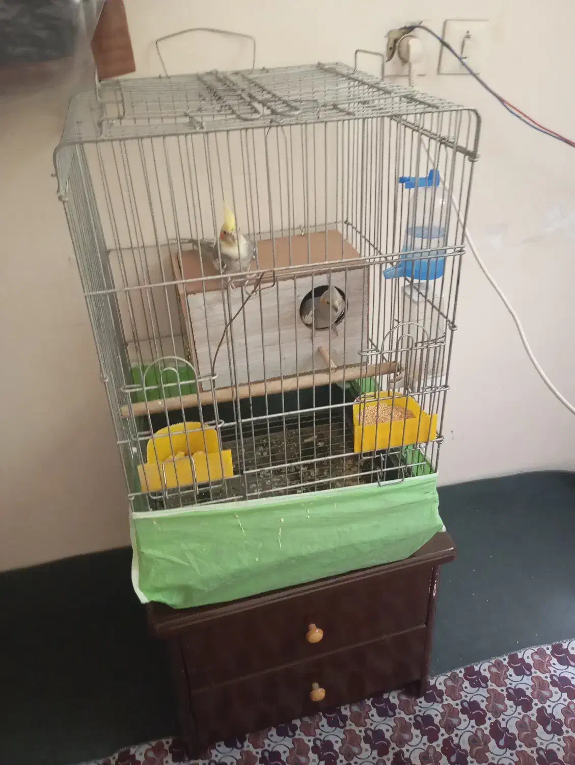 یک جفت عروس هلندی|پرنده|شریفآباد, |دیوار