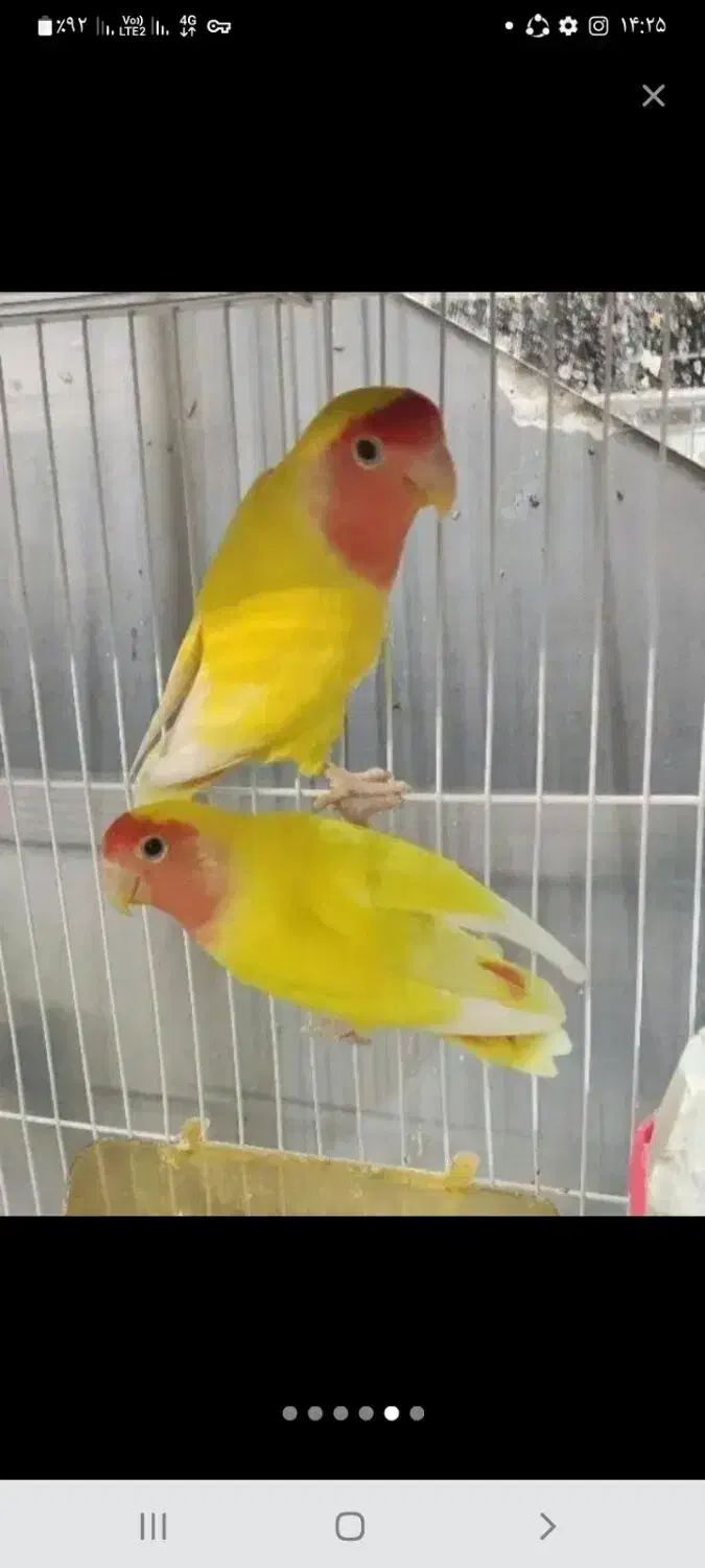 کوتوله مولد وعروس هلندی جوجه وکار|پرنده|کهک, |دیوار