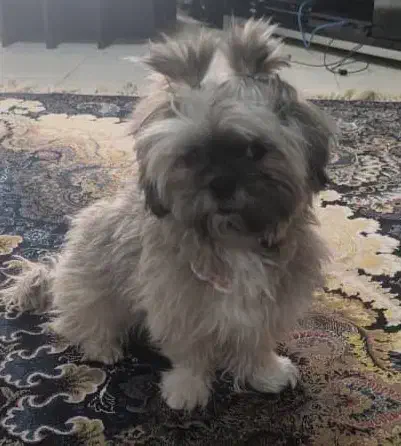 واگذاری توله شیتزو مالتیز|سگ|بروجن, |دیوار