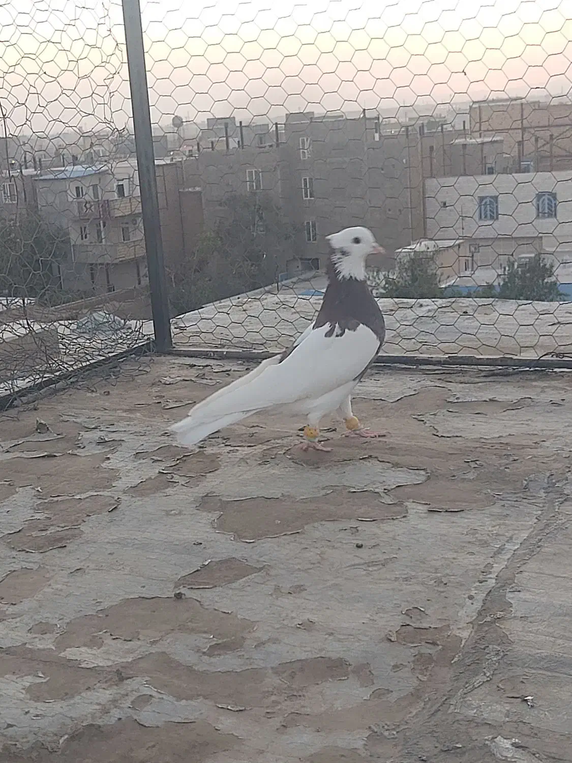 کبوتر|پرنده|الوند, |دیوار