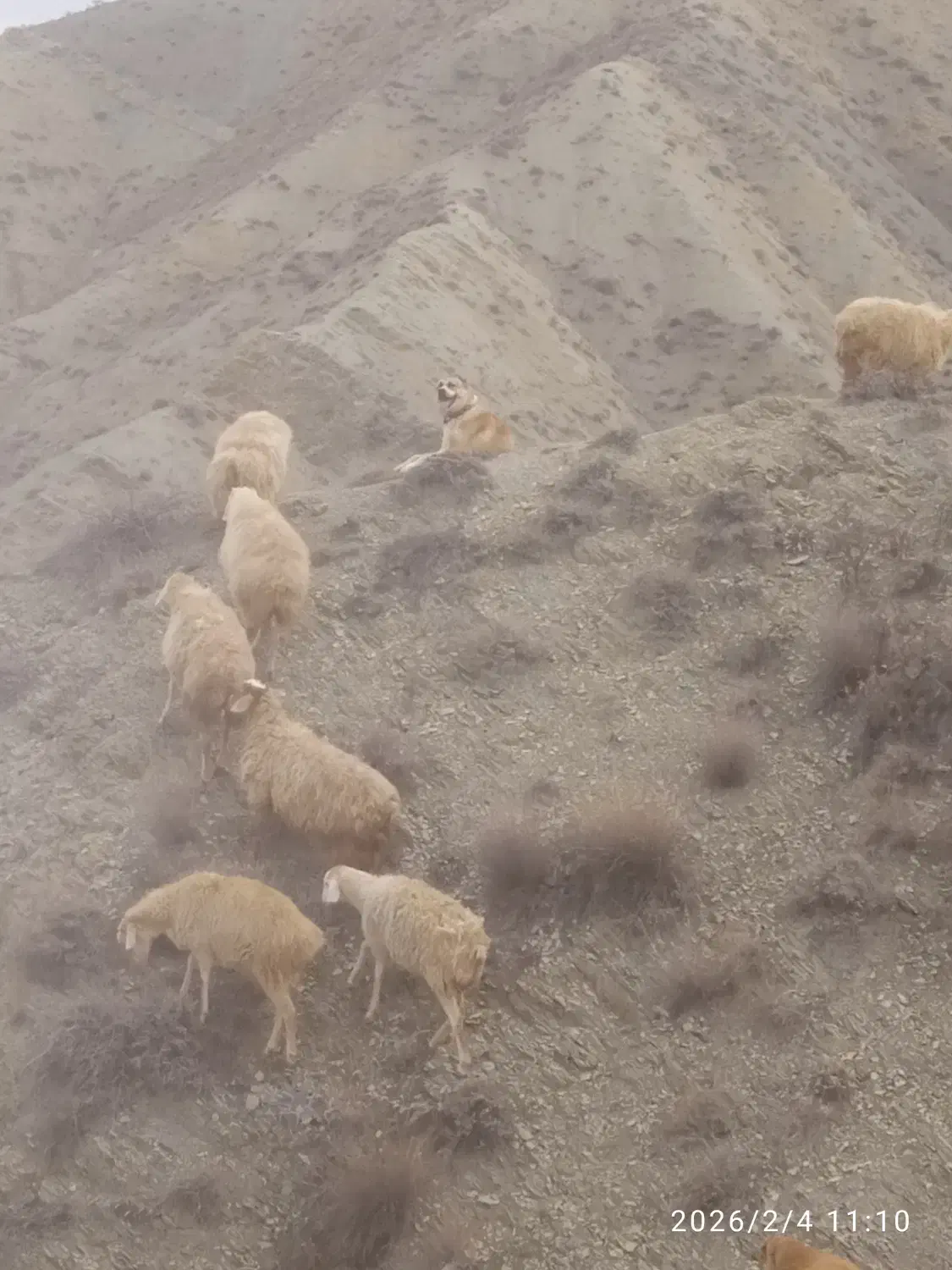 سگ گوسفندی|سگ|آشخانه, |دیوار