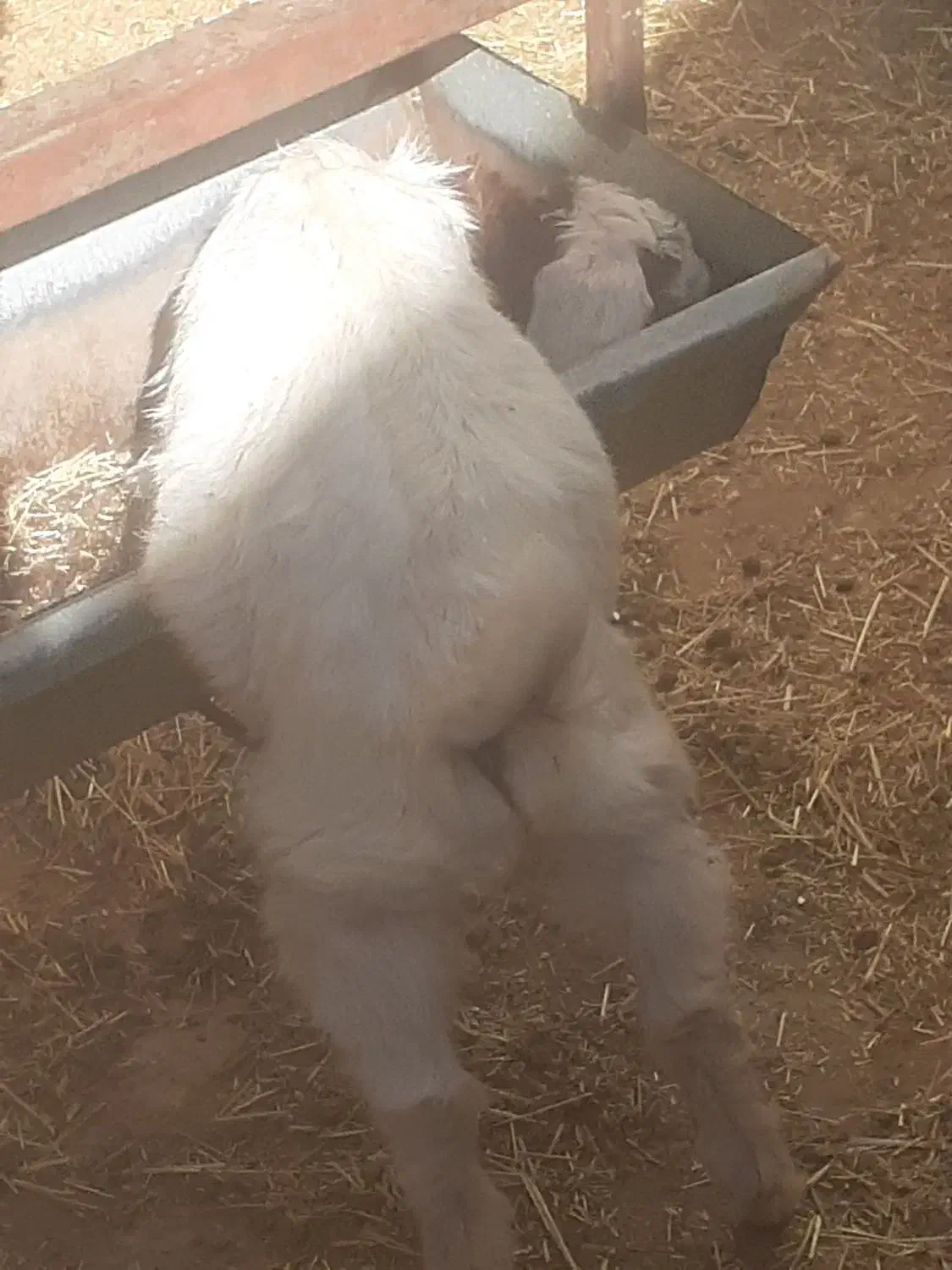 بزغاله|حیوانات مزرعه|بیرجند, |دیوار