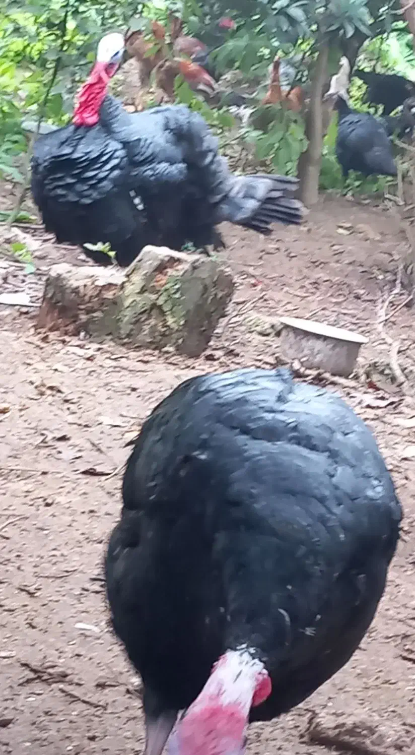 ۰۰.بوقلمون|حیوانات مزرعه|سنگر, |دیوار