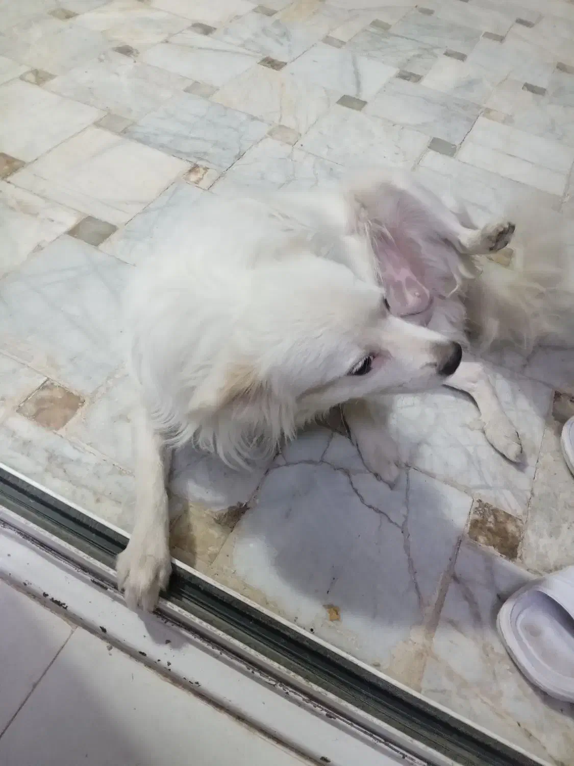 پامر۱ونیم ساله|سگ|یزد, |دیوار