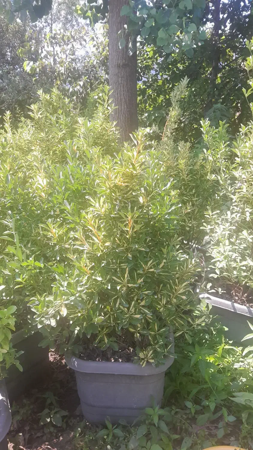 گلکده علی|گل و گیاه طبیعی|چابکسر, |دیوار