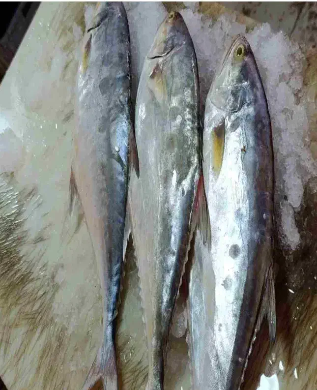 ماهی شیر تازه حراج فقط تماس بگیرید بدون استخوان|خوردنی و آشامیدنی|دهدشت, |دیوار