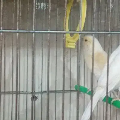 کاسکو مینا عروس هلندی کوتوله قناری مرغ عشق سهره|پرنده|اصفهان, کوجان|دیوار