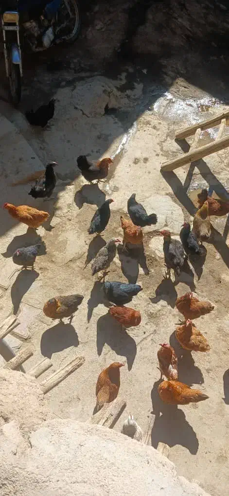 مرغ|حیوانات مزرعه|سربند, |دیوار