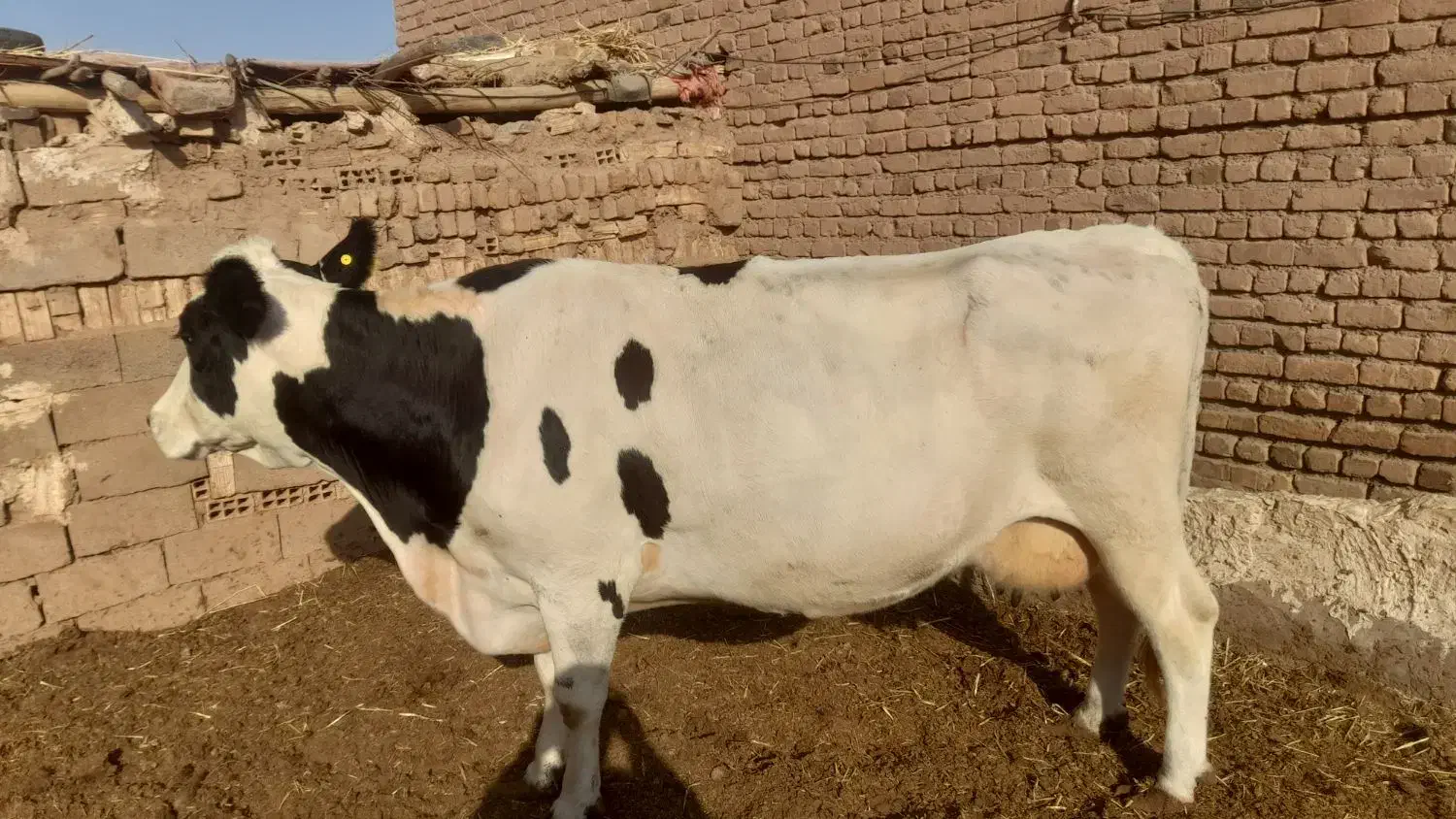گاوشیری ابستن|حیوانات مزرعه|تربتحیدریه, بالا ولایت|دیوار