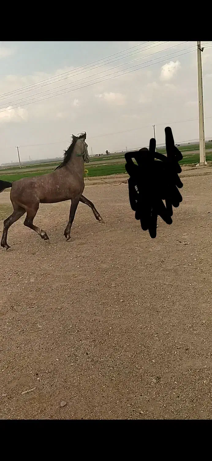 مادیان|اسب و تجهیزات اسب‌سواری|اندیمشک, |دیوار