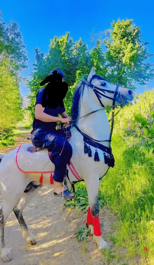 نریان شیک|اسب و تجهیزات اسب‌سواری|اسدآباد, |دیوار