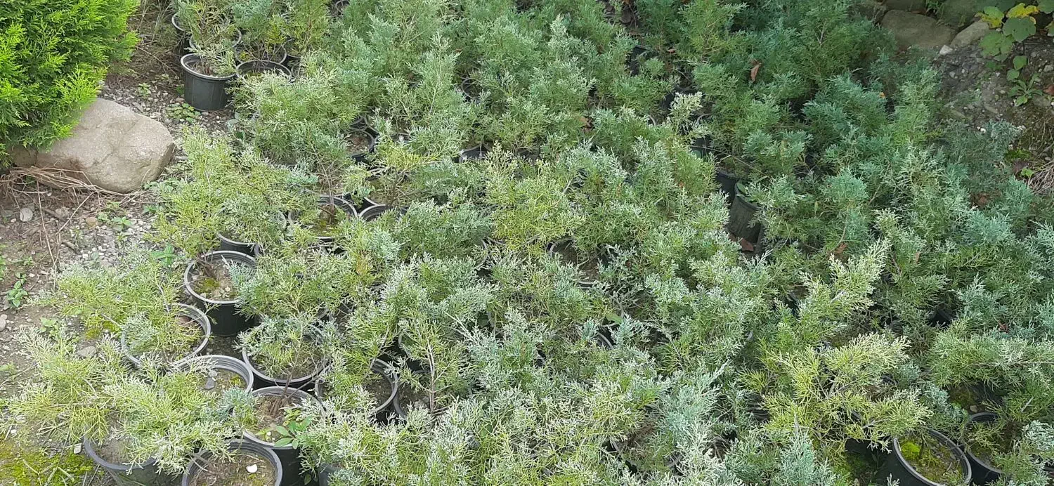 کاج رونده زیبا|گل و گیاه طبیعی|رامسر, |دیوار