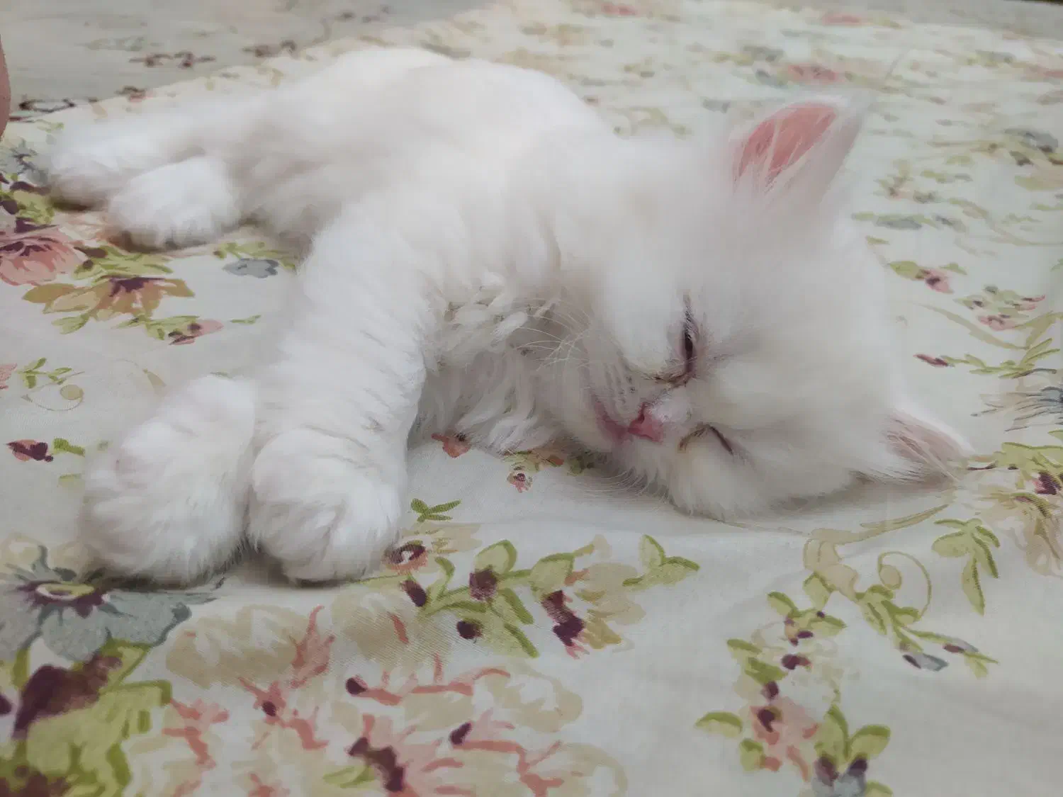 میکس پرشین و بریتیش سفید|گربه|تبریز, |دیوار