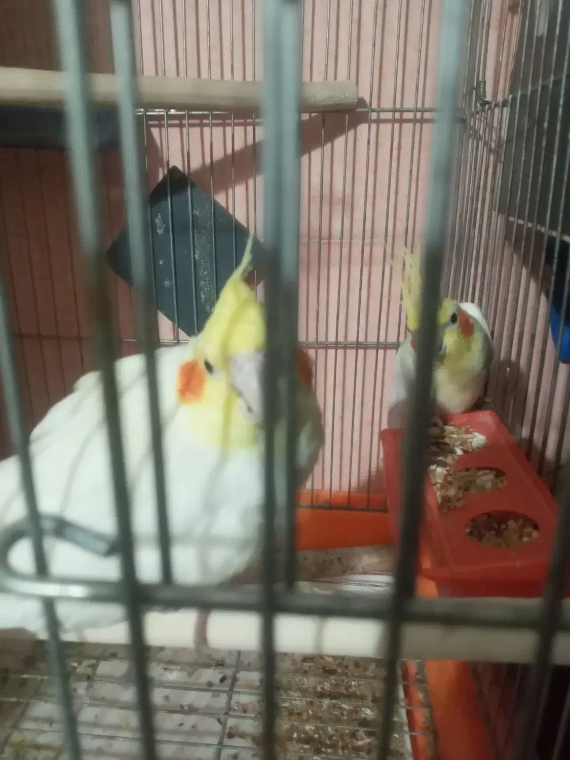 عروس هلندی|پرنده|قنوات, |دیوار