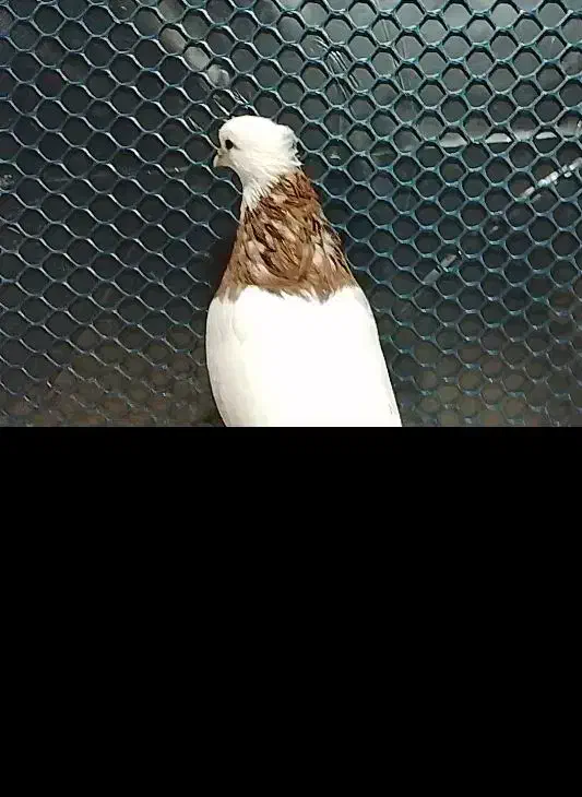 فروش فوری طوقی|پرنده|مینودشت, |دیوار