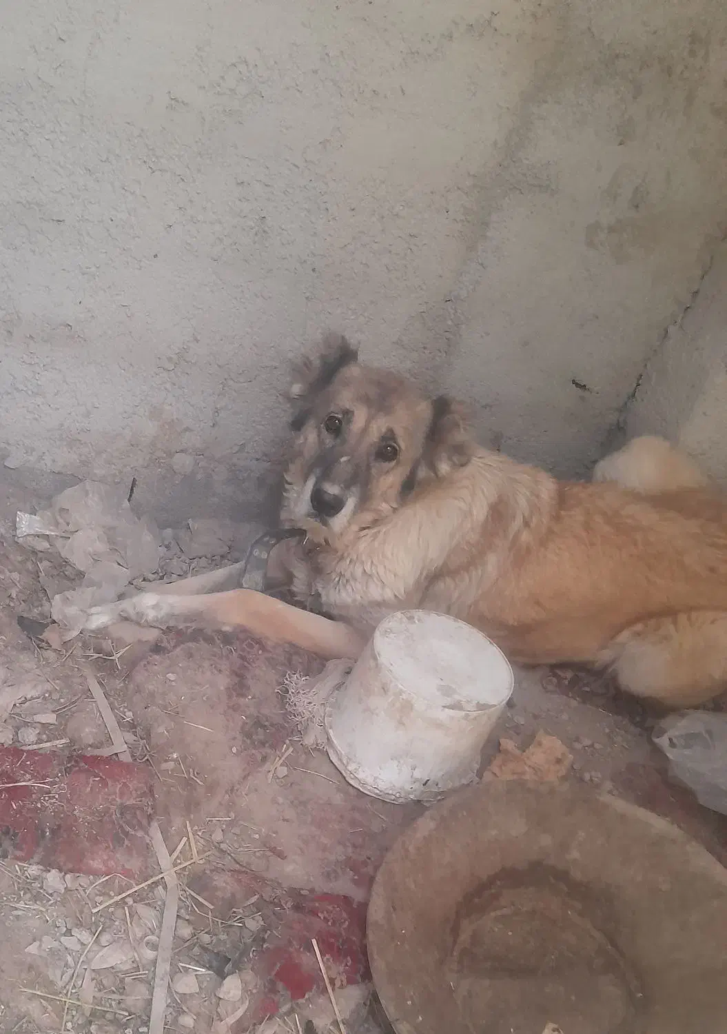 سگ سراب ذات قدیم|سگ|رباط‌کریم, نوده|دیوار