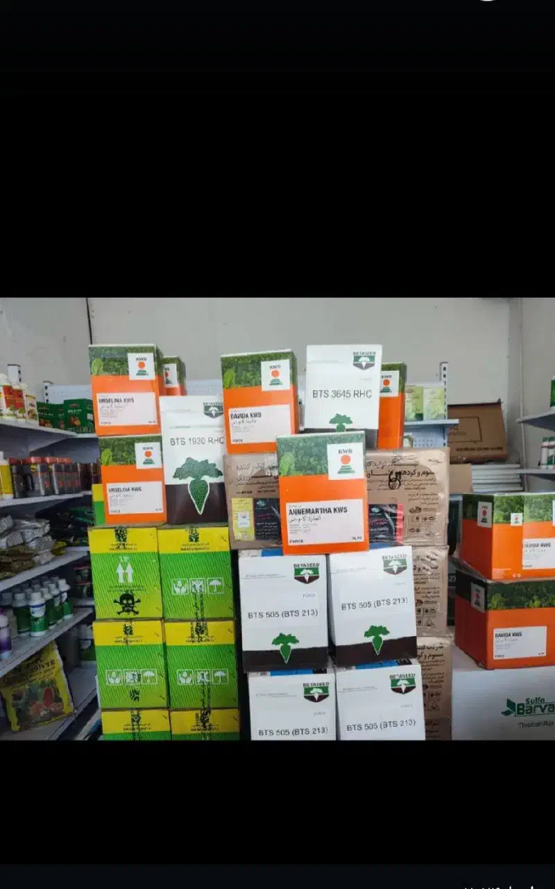 خرید و فروش بذر چغندر قند به صورت عمده و خرده|گل و گیاه طبیعی|پیرانشهر, |دیوار