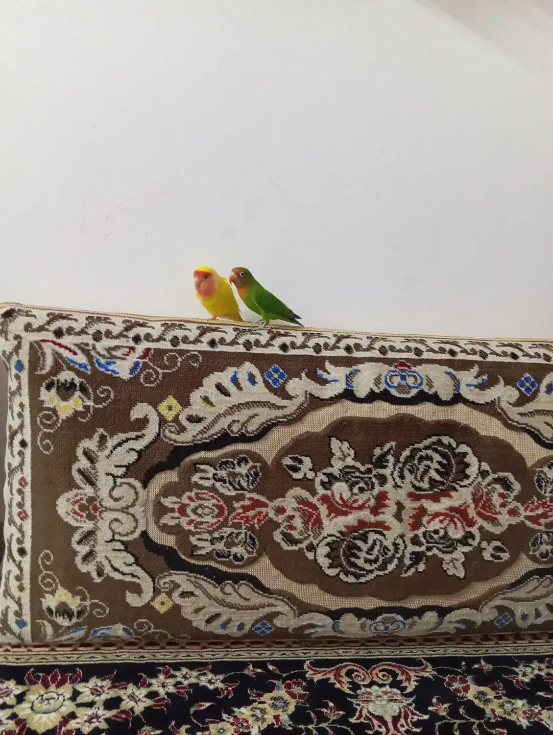کوتوله ماده زرد رنگ صورت هلویی|پرنده|بیرجند, |دیوار