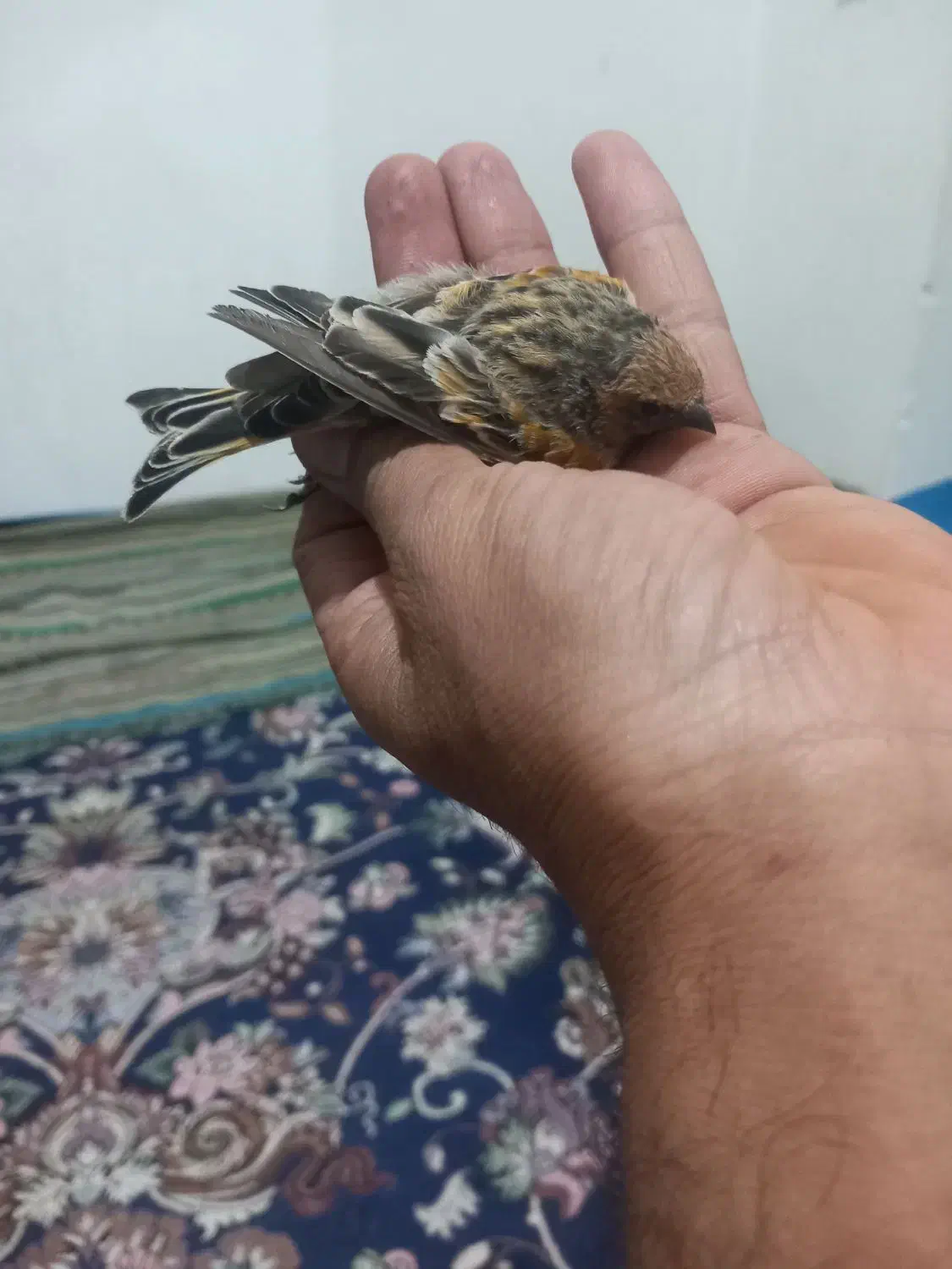 گلبسر|پرنده|کرمان, |دیوار