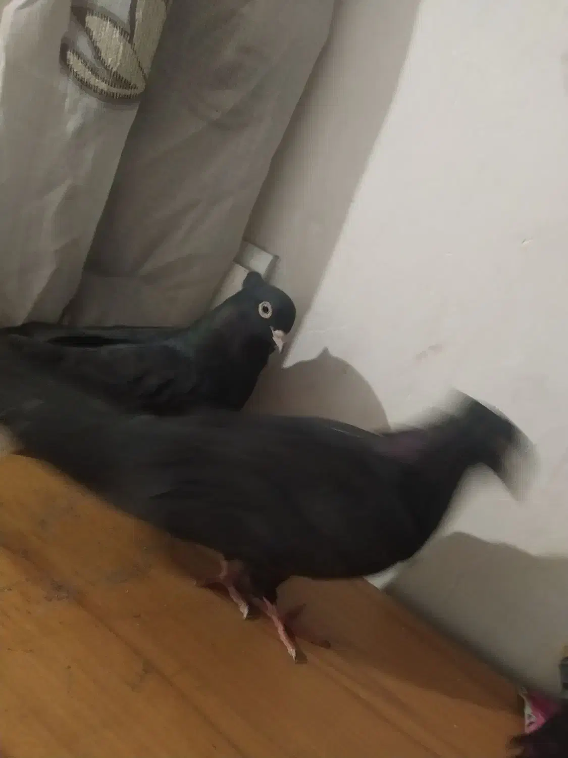 زاغ ابادانی|پرنده|گنبد کاووس, |دیوار