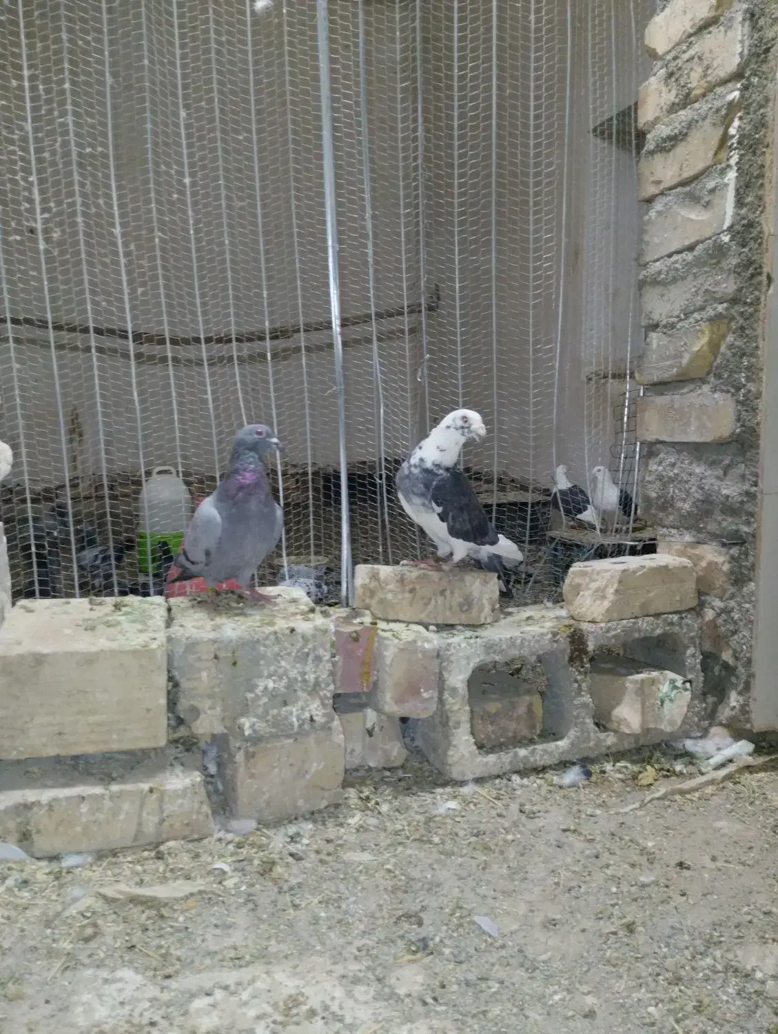 کفتر گراف سرور|پرنده|تربت جام, میان جام|دیوار