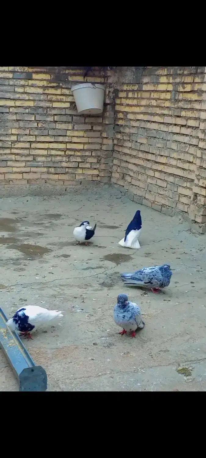 کبوتر|پرنده|شوشتر, |دیوار