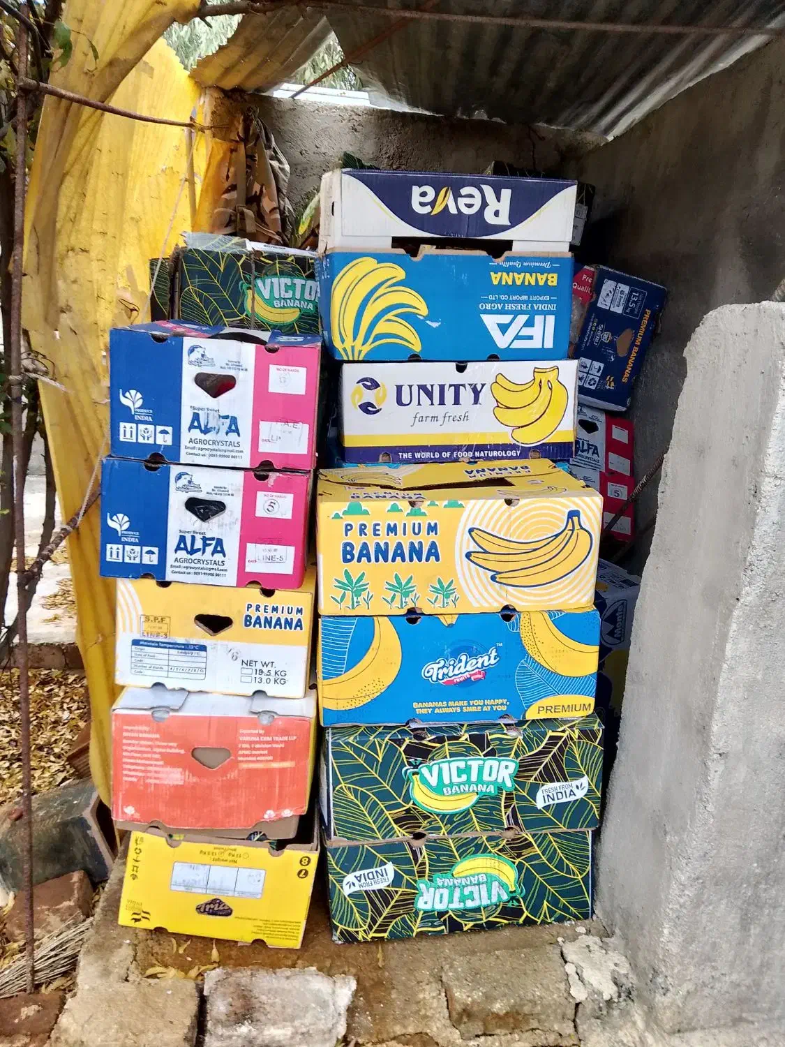 کارتون موز تازه|حراج|سرپل ذهاب, |دیوار