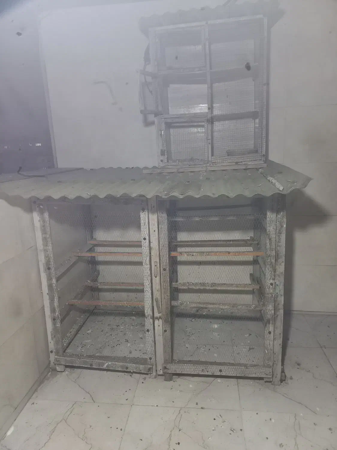 لونه کفتر چوب نراد|لوازم جانبی حیوانات|رشت, دیانتی|دیوار