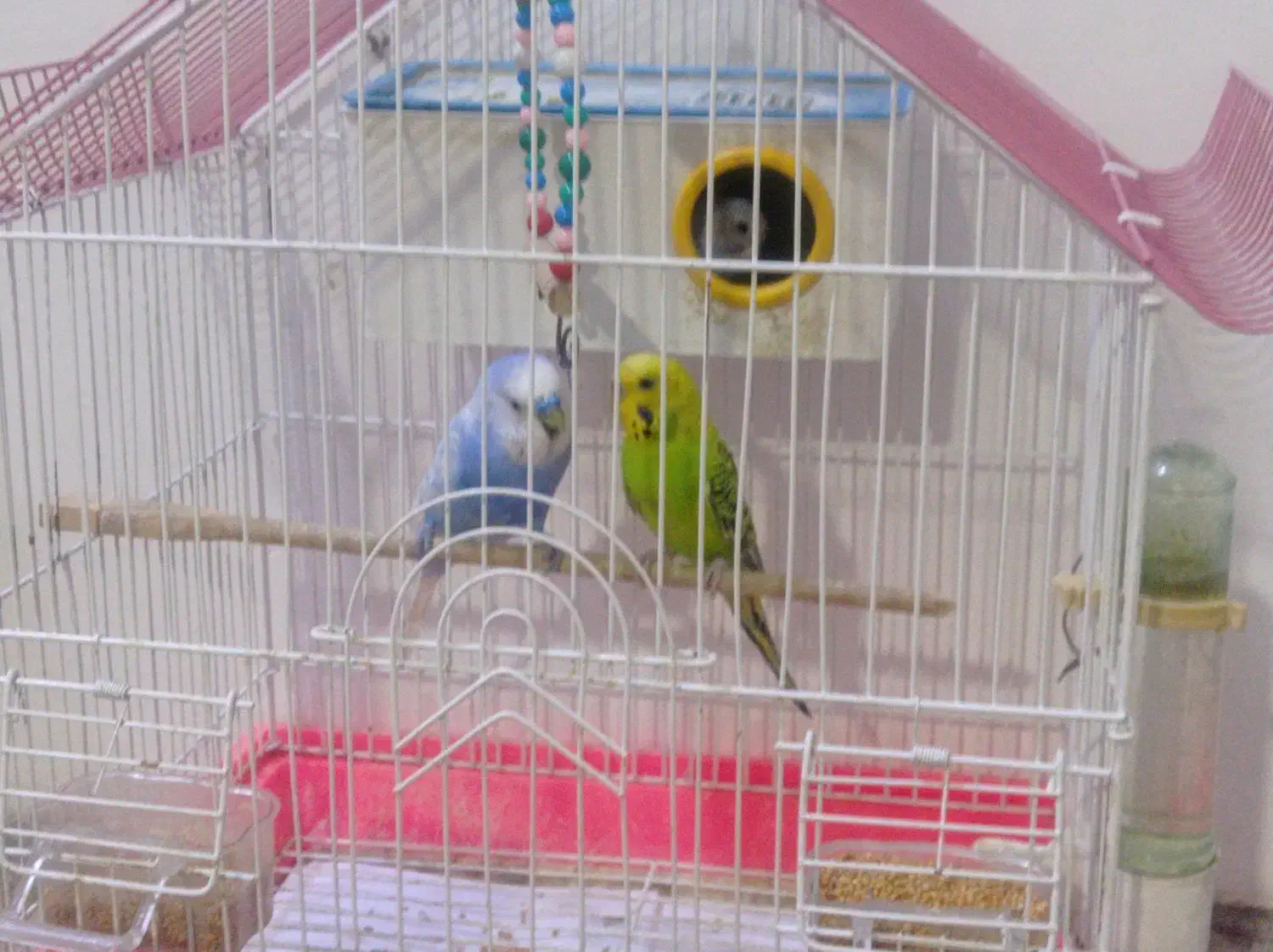 مرغ عشق|پرنده|خدا آفرین, |دیوار