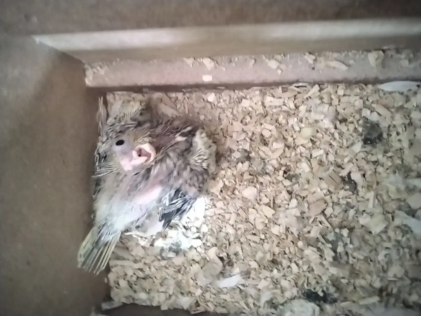 جوجه عروس سرلاکی|پرنده|آشخانه, |دیوار