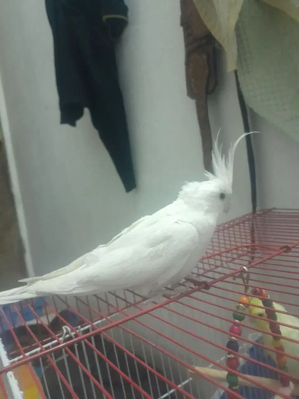 عروس هلندی البینو  مولد|پرنده|خمینی‌شهر, |دیوار