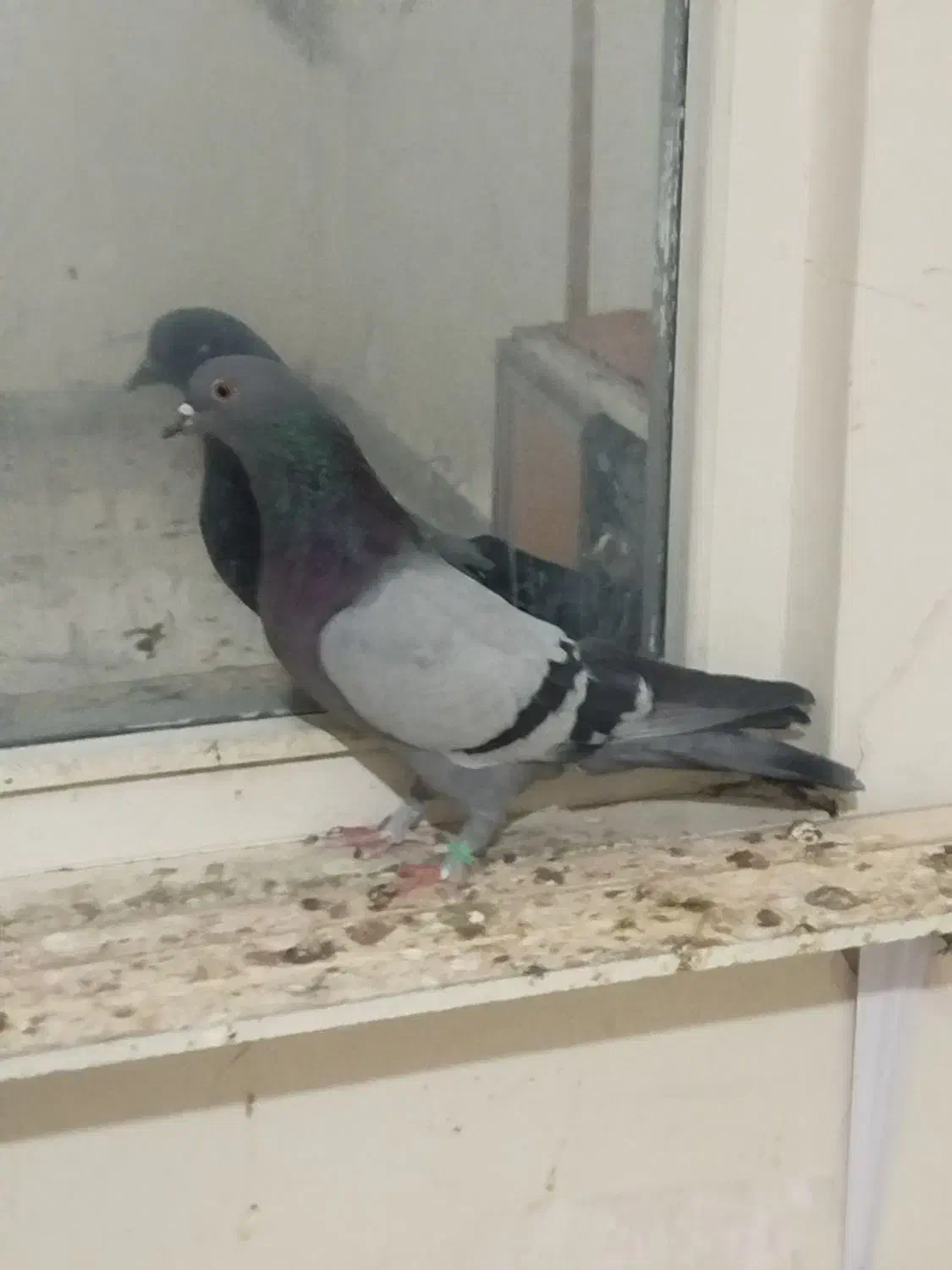 کفتر پرشی|پرنده|شهریار, شهرک مصطفی خمینی|دیوار