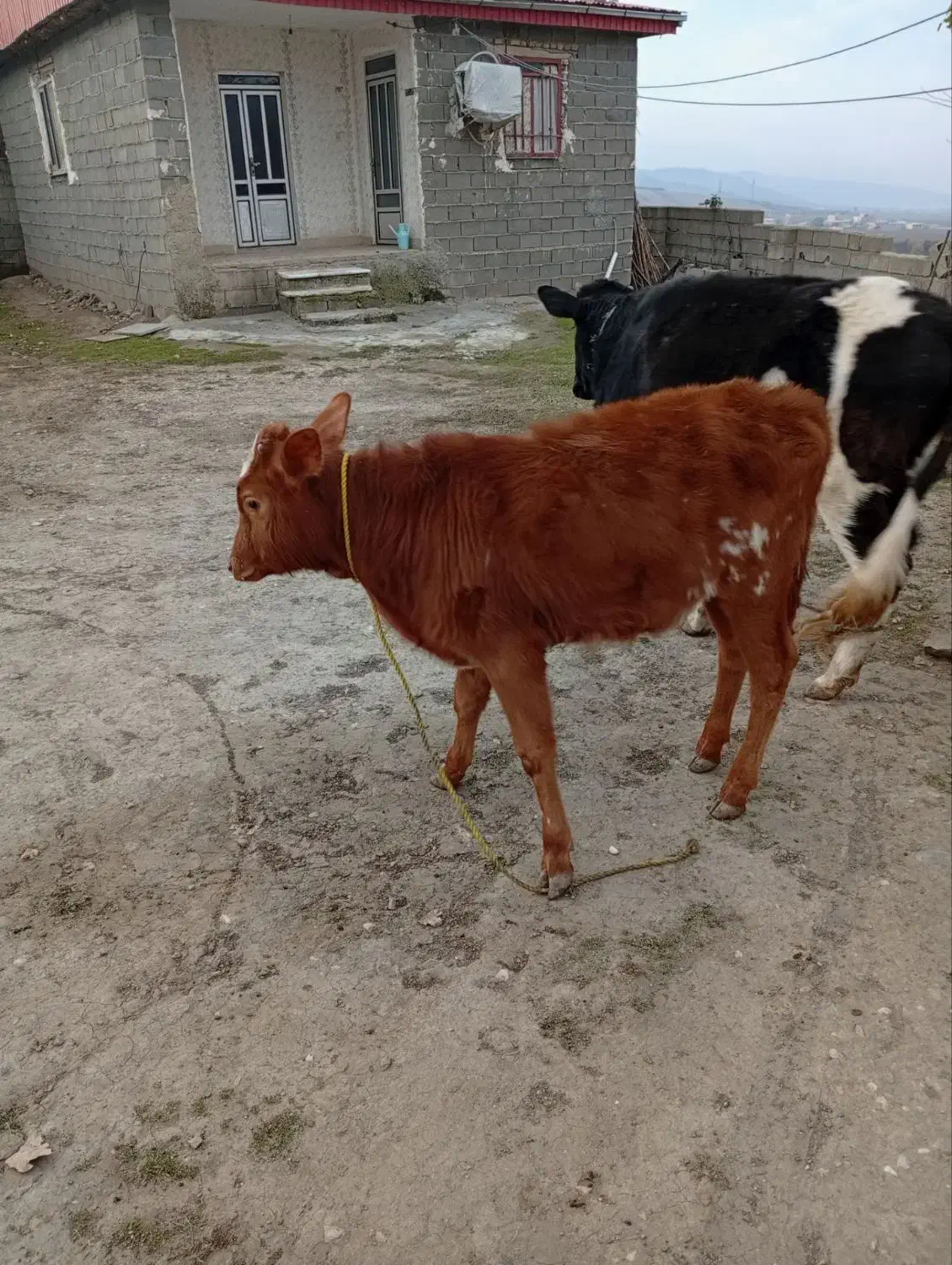 گوساله سرحال خوب  دورگه|حیوانات مزرعه|کلاله, |دیوار