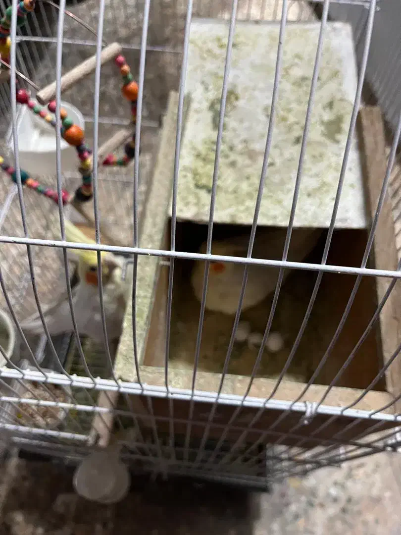 عروس هلندی نر و ماده مولد|پرنده|دوگنبدان, |دیوار