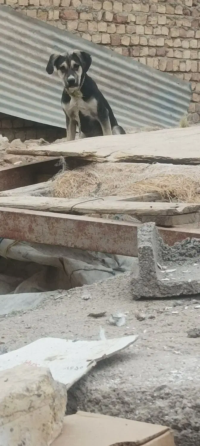 تولا|سگ|ساوه, |دیوار