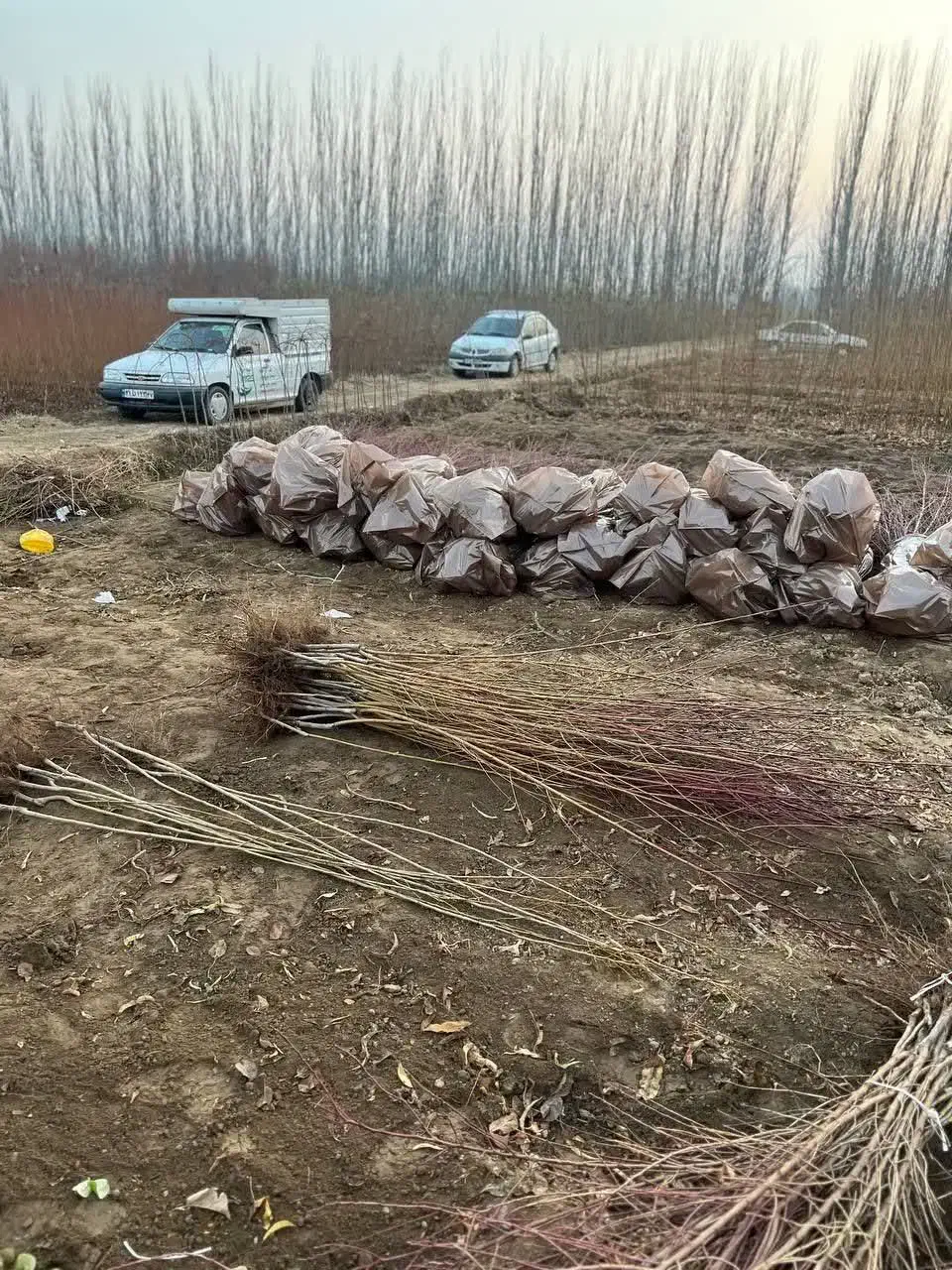 پیش فروش نهال زردآلو عسگراباد رقم تجاری|خدمات باغبانی و درختکاری|چنارود, |دیوار