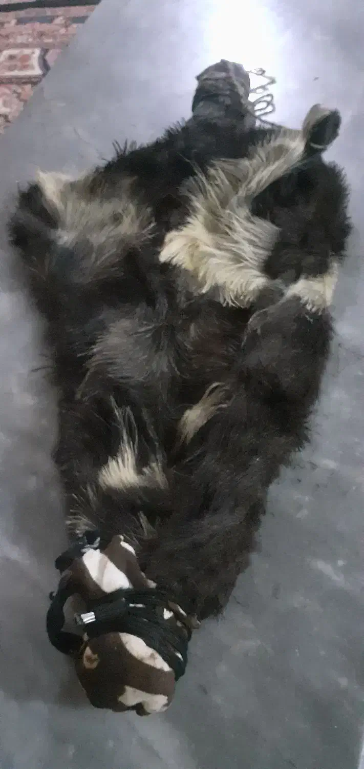 خیگ روغنی تازه وآماده برای روغن میباشد|خوردنی و آشامیدنی|ایذه, |دیوار