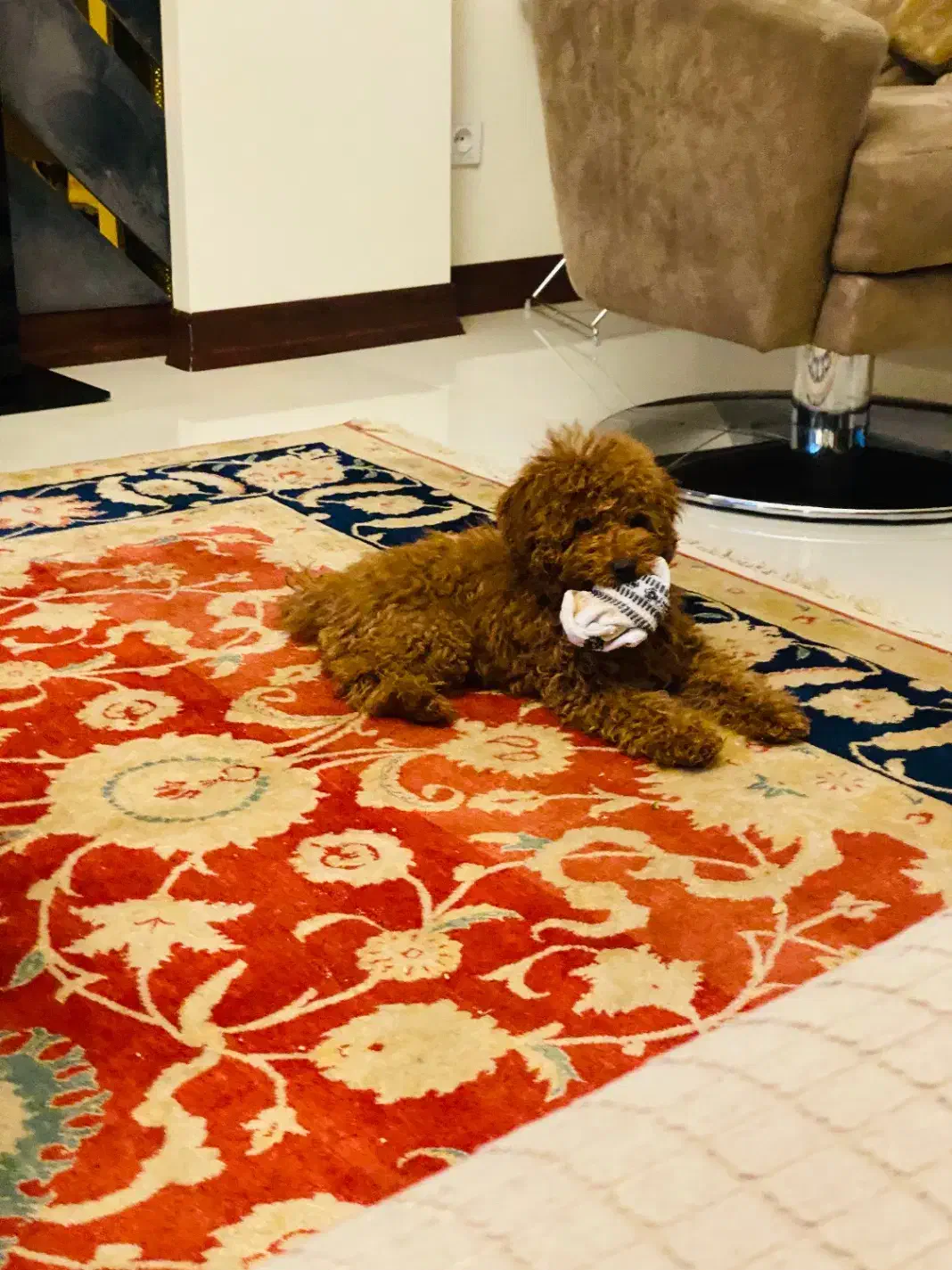 سگ تینی پودل رد|سگ|تهران, دزاشیب|دیوار