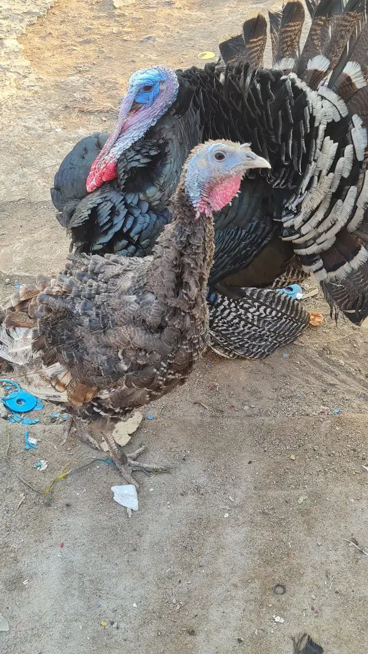 یک جفت بوقلمون|حیوانات مزرعه|تهران, مشیریه|دیوار