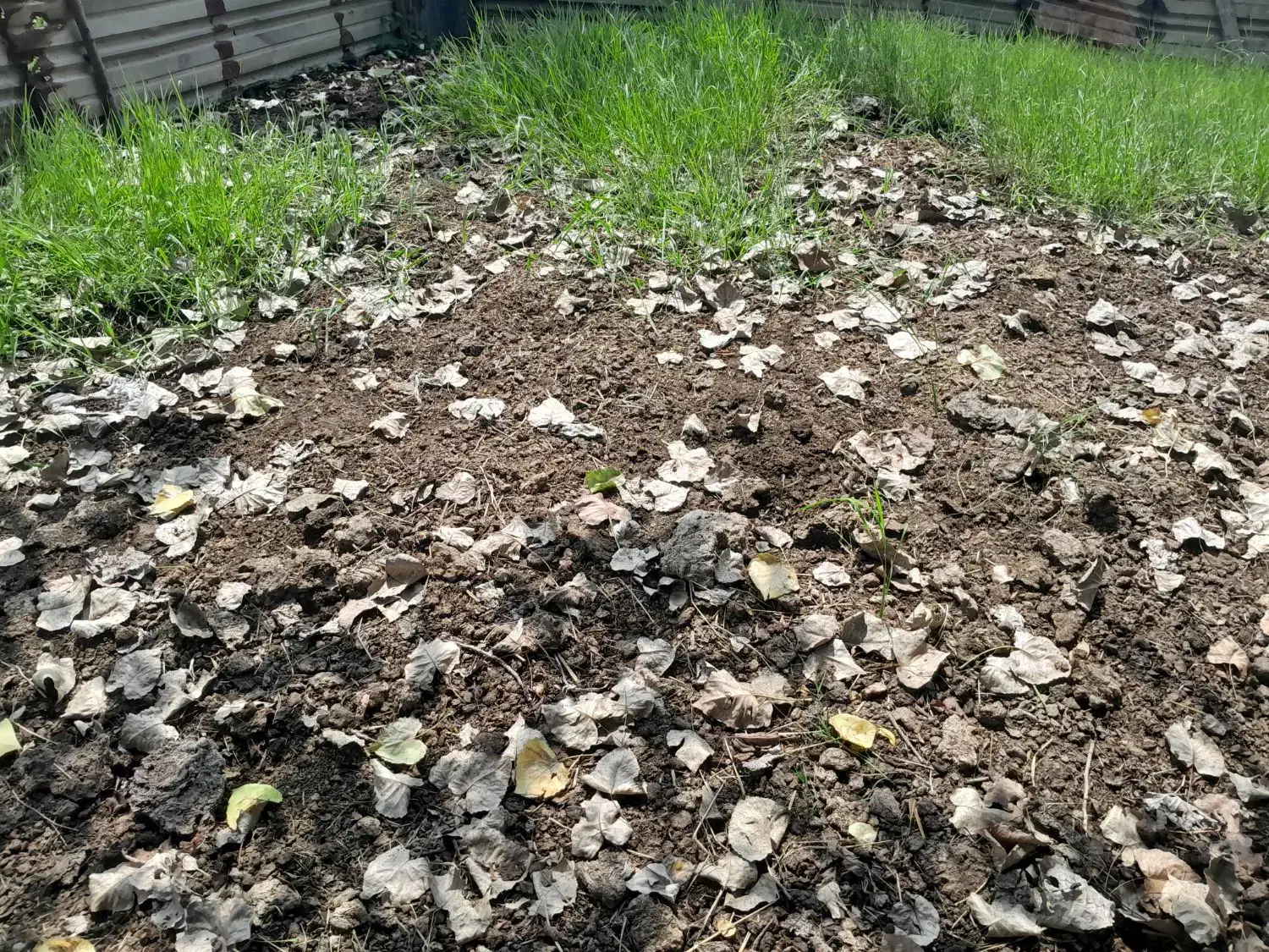 کود حیوانی|خدمات باغبانی و درختکاری|رشت, گلسار|دیوار