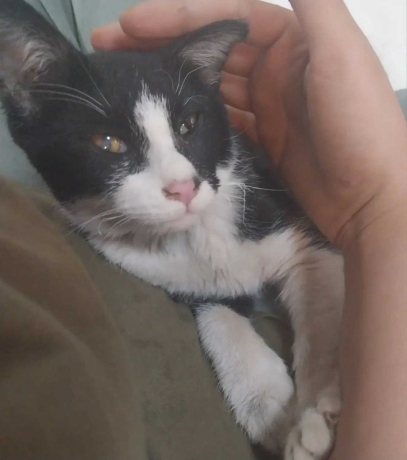 واگذاری بچه گربه ۲ ماهه|گربه|اراک, |دیوار