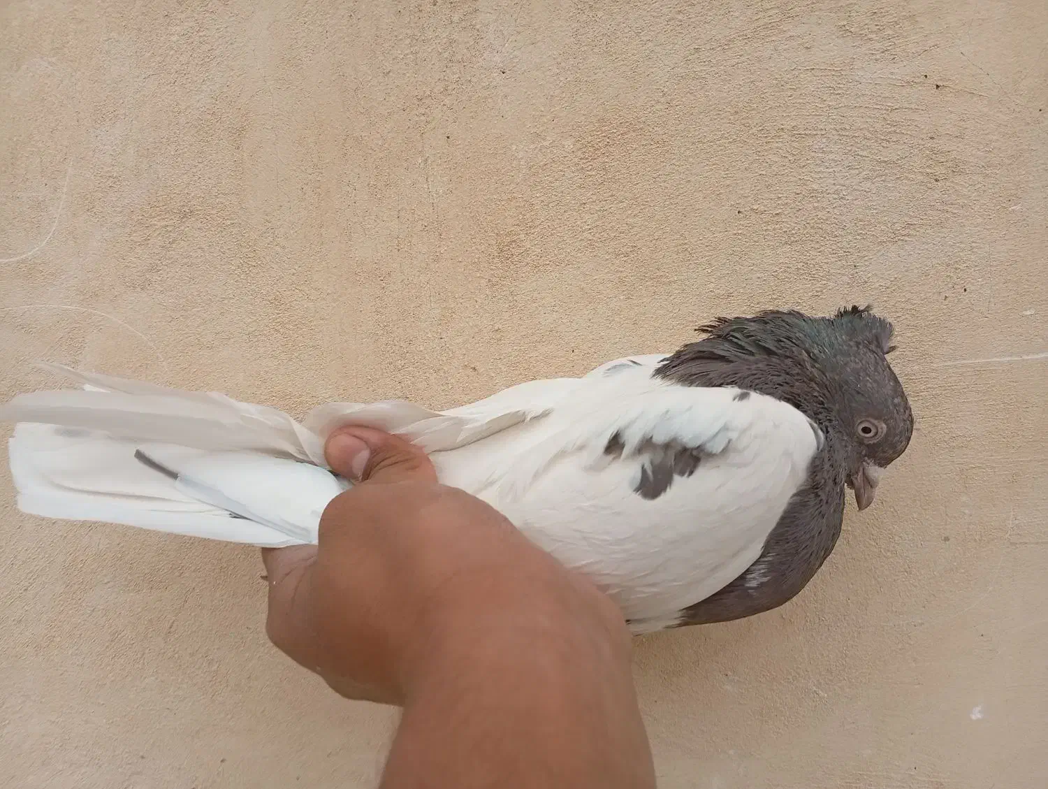 کله ای قهوه ای نر|پرنده|باغ بهادران, |دیوار