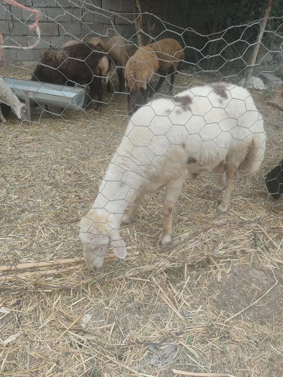 قوچ جوان تیزران|حیوانات مزرعه|گنبد کاووس, |دیوار