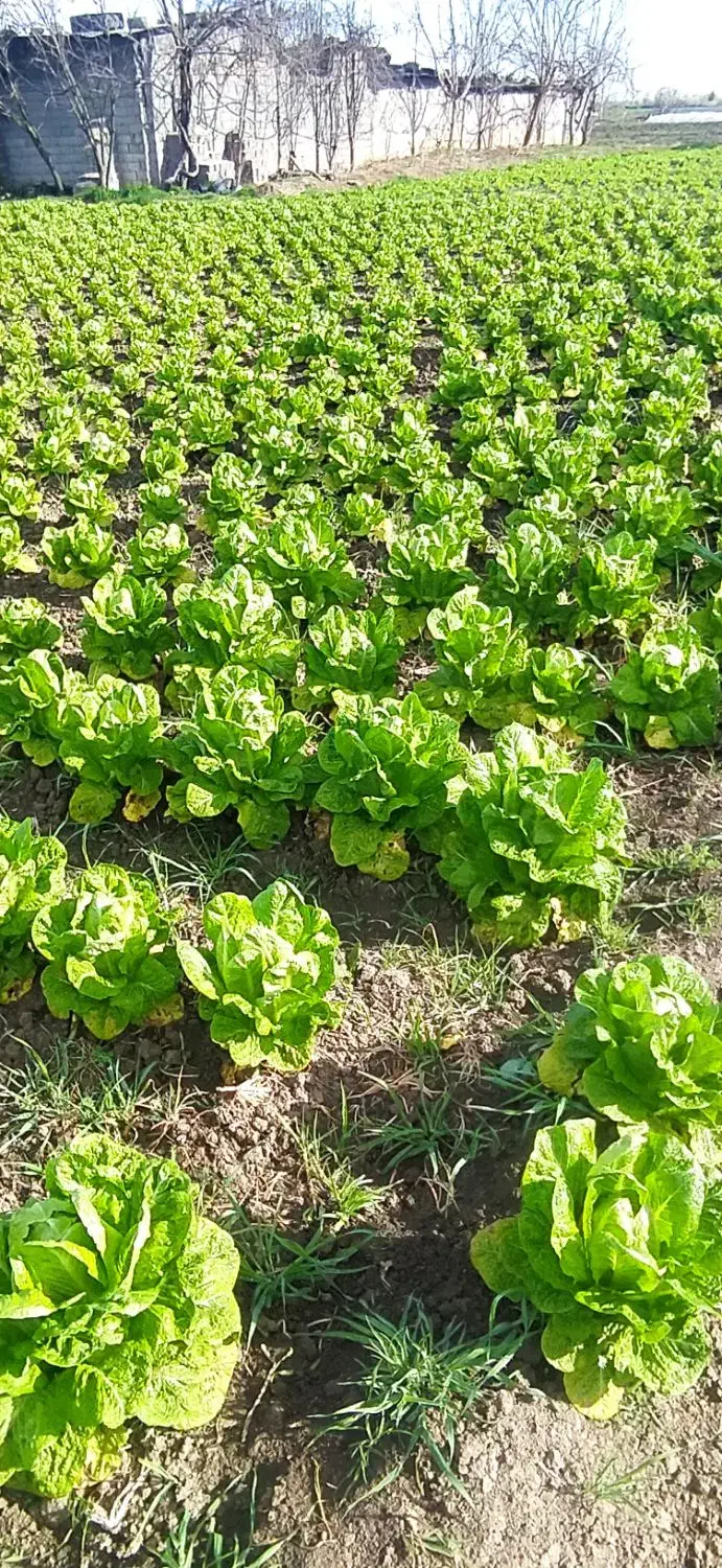 فروش کاهو|خوردنی و آشامیدنی|خان ببین, |دیوار