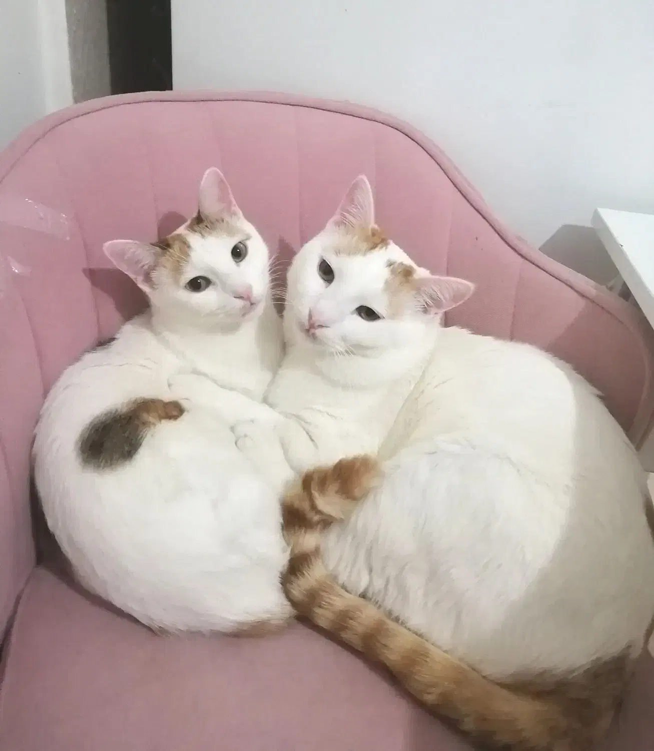 واگذاری رایگان گربه dsh نر و ماده یکساله|گربه|اندیشه, اندیشه فاز ۱|دیوار