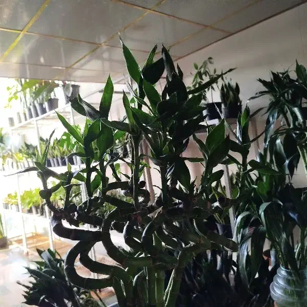 بامبو تایلندی جوانه اصل ریشه دار 115 سانتی|گل و گیاه طبیعی|تهران, مسعودیه|دیوار