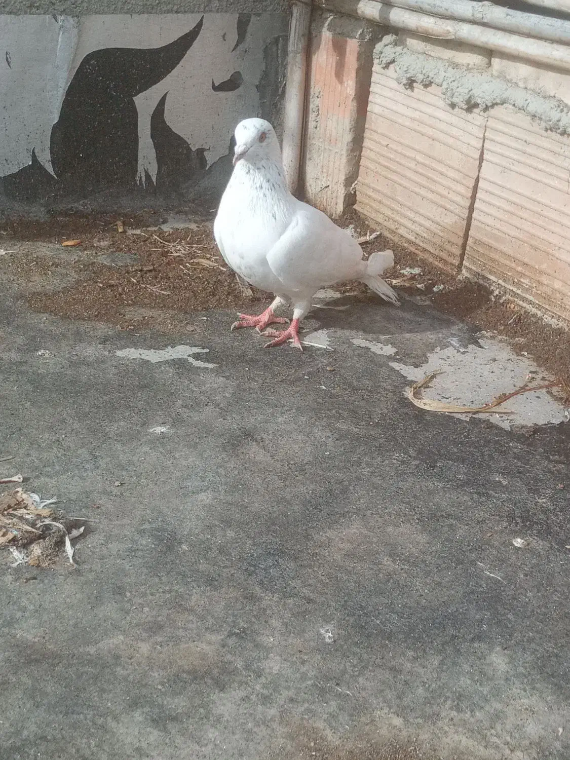 کبوتر تکپر|پرنده|آق قلا, |دیوار