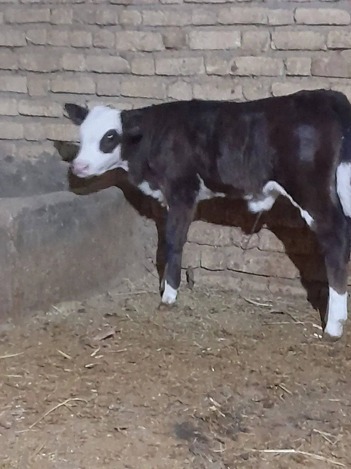 گوساله سیمیتال|حیوانات مزرعه|آشخانه, |دیوار