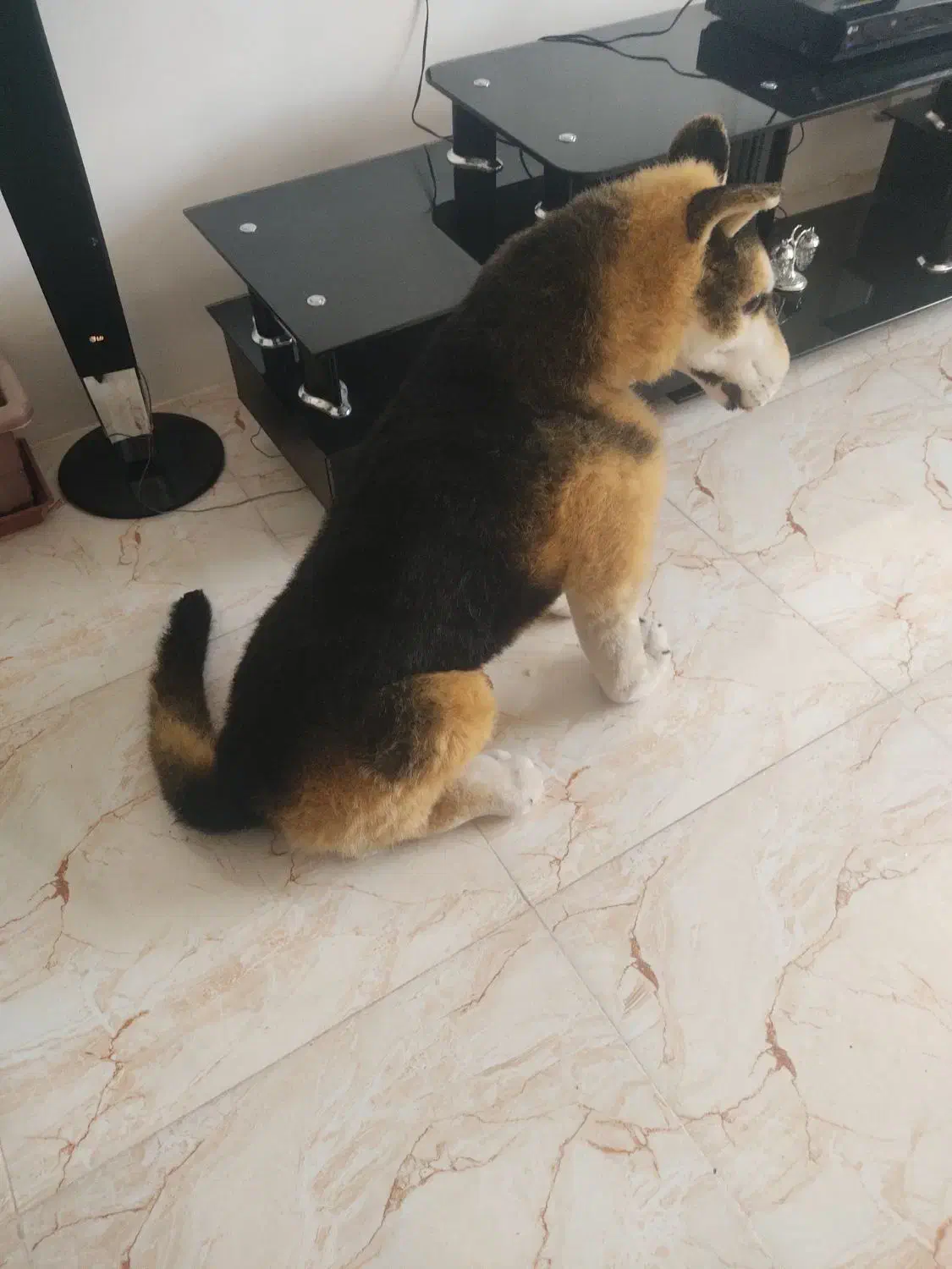 سگ زیبا شکاری|سگ|گلبهار, شهر جدید گلبهار|دیوار