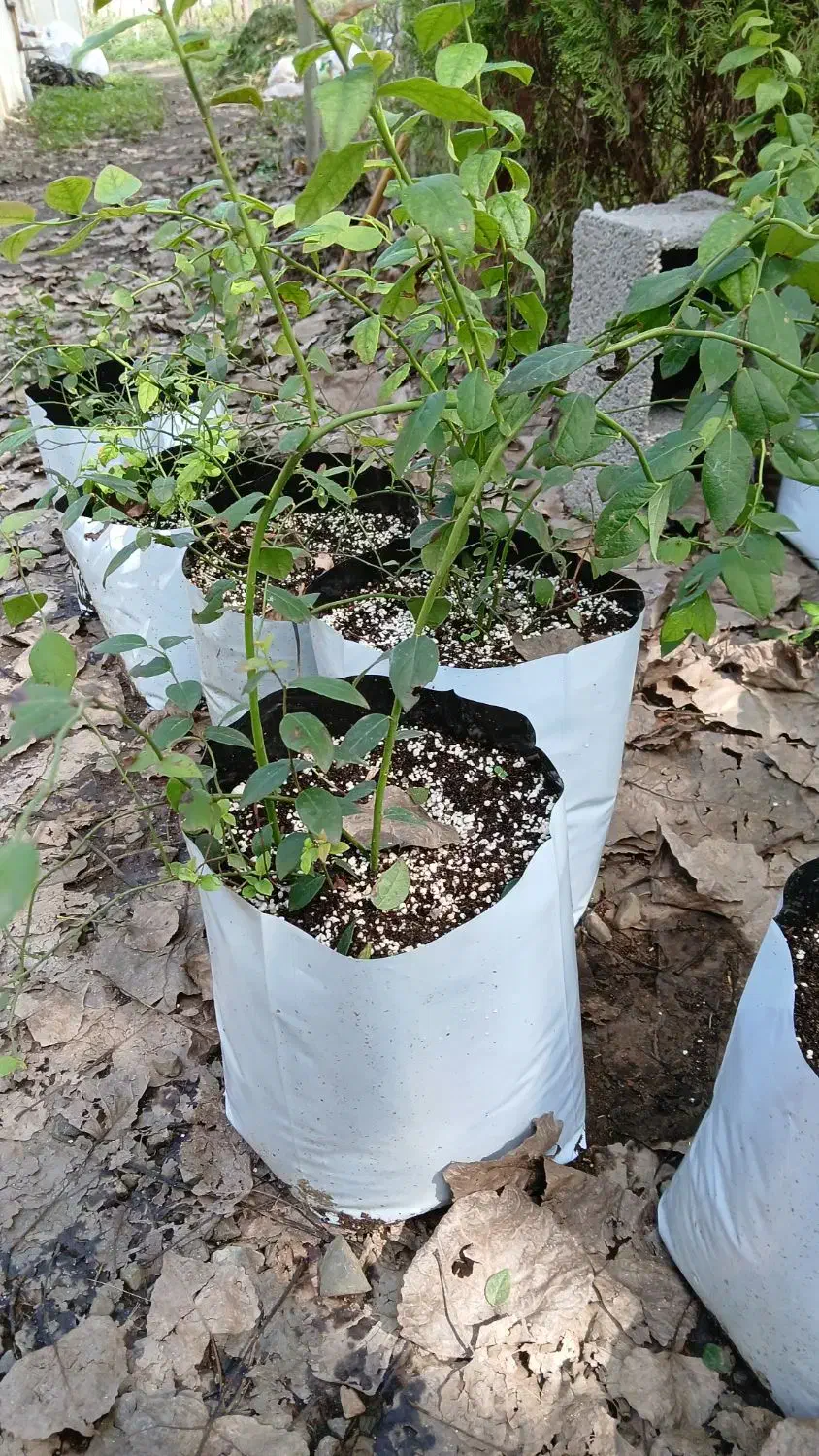 نهال بلوبری|خدمات باغبانی و درختکاری|شلمان, |دیوار